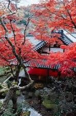 糖心app入口-探索糖心APP的奇妙旅程，揭秘数字世界的甜蜜节点